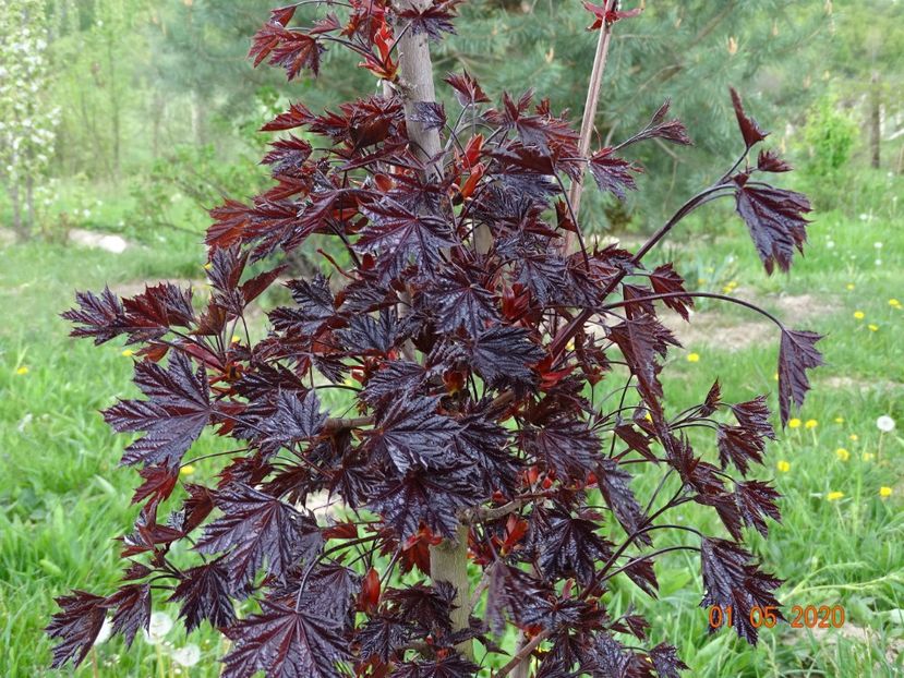 acer Crimson Sentry - Dobarland 2020 2