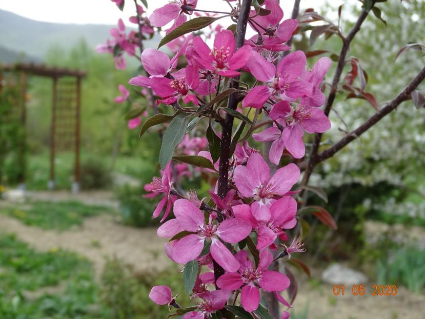malus floribunda - Dobarland 2020 2
