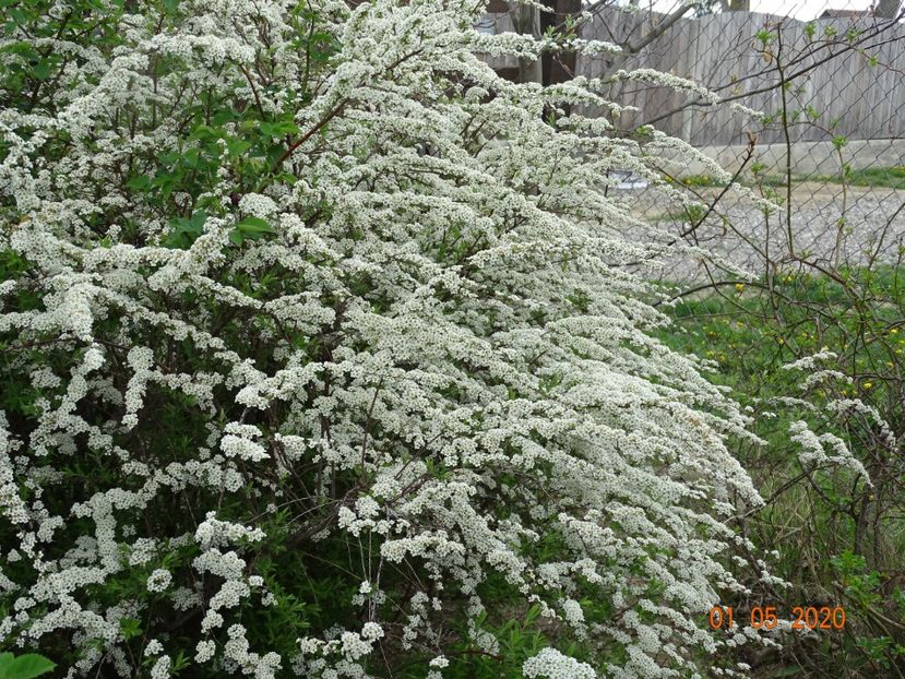 spiraea Grefsheim - Dobarland 2020 2