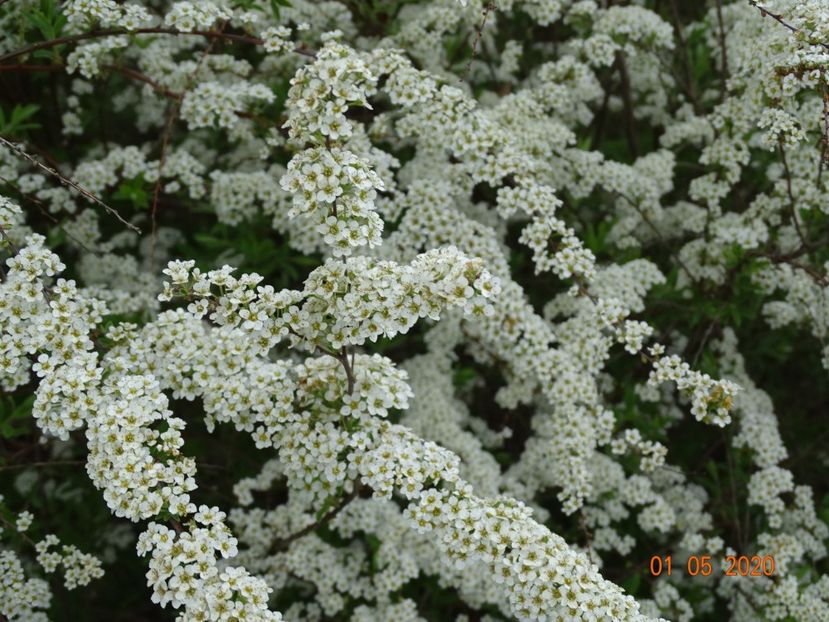 spiraea Grefsheim - Dobarland 2020 2