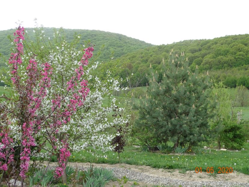 malus floribunda - Dobarland 2020 2