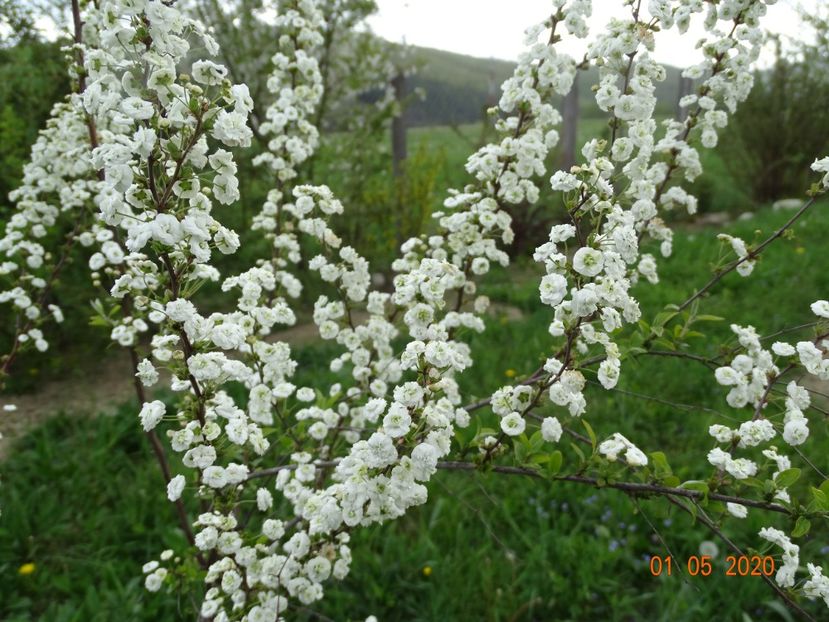 spiraea prunifolia Plena - Dobarland 2020 2