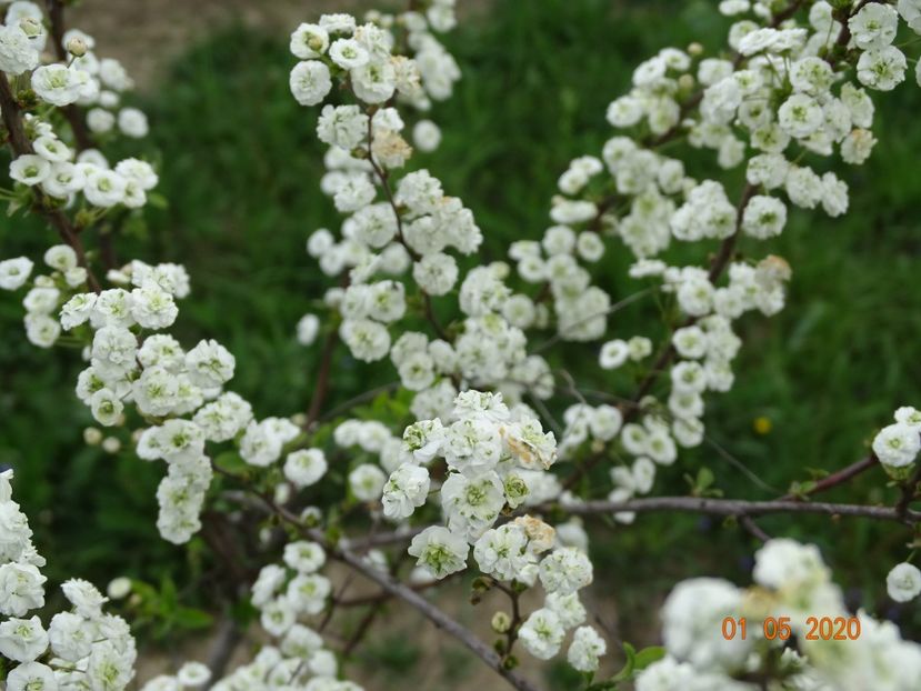 spiraea prunifolia Plena - Dobarland 2020 2