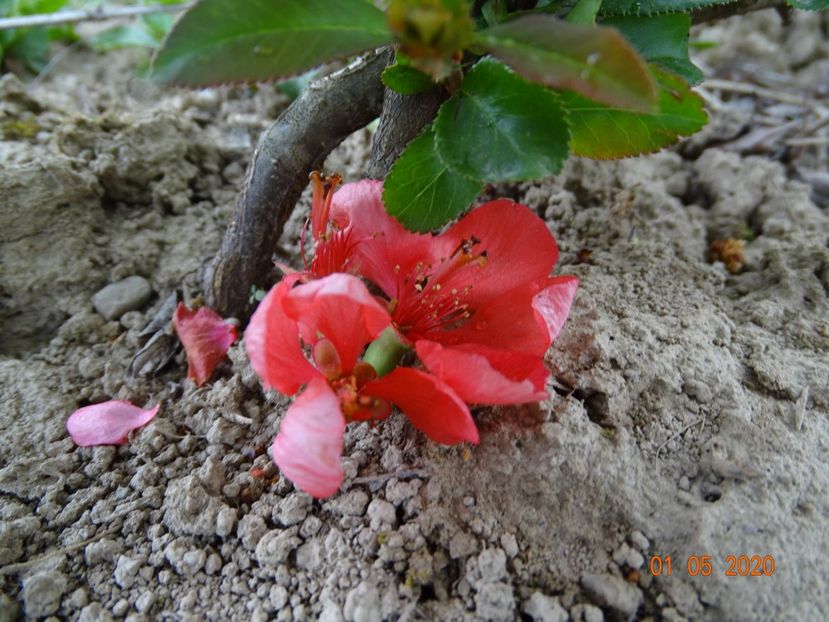 chaenomeles Pink Trail - Dobarland 2020 2