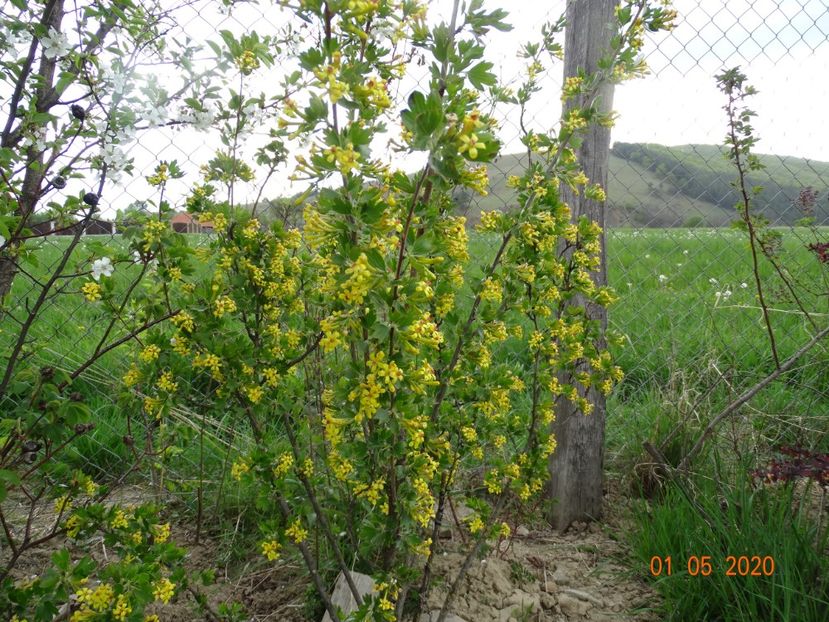 ribes aureum - Dobarland 2020 2