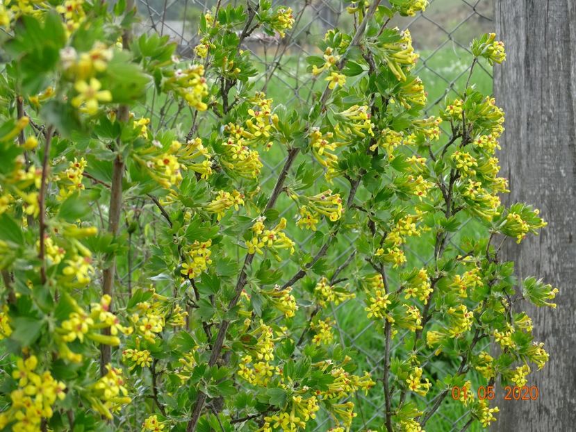 ribes aureum - Dobarland 2020 2