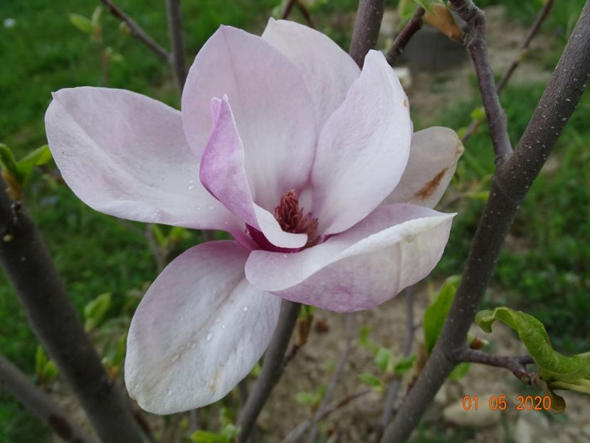 magnolia Rustica Rubra - Dobarland 2020 2