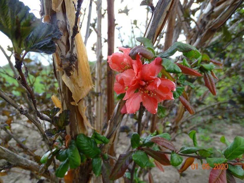 chaenomeles Flocon Rose - Dobarland 2020 2