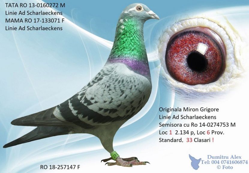  - Porumbei super top 2020 achizitii