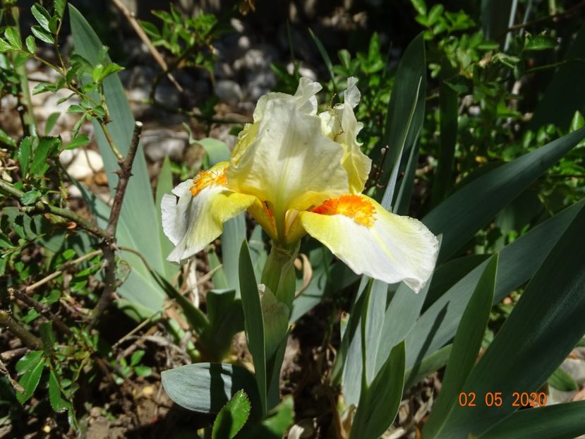 Spring in Prague - Irisi si bujori 2020