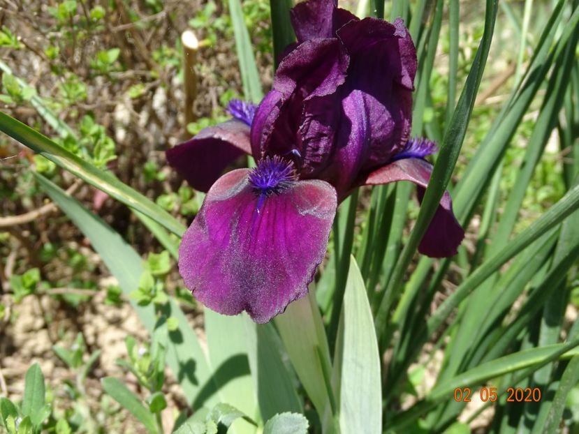 Cherry Garden - Irisi si bujori 2020