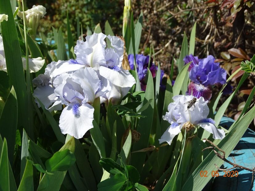 Forever Blue si Last Warrior - Irisi si bujori 2020