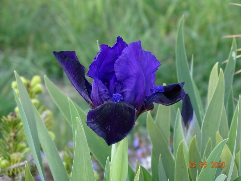 Autumn Jester - Irisi si bujori 2020