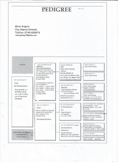 147ped - Porumbei super top 2020 achizitii