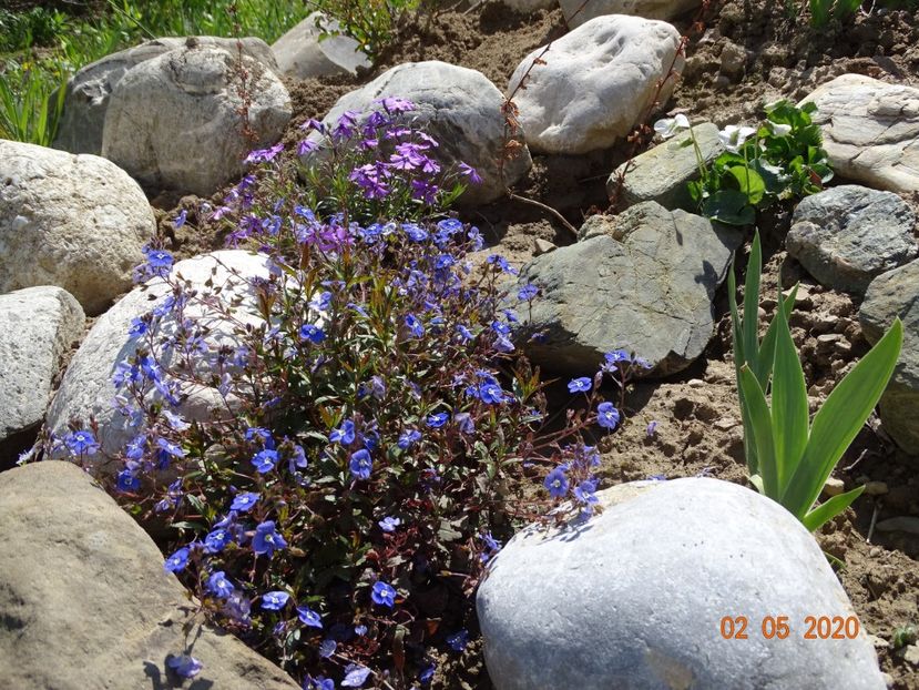 veronica Georgia Blue - Stancarie 2020 - inceputuri