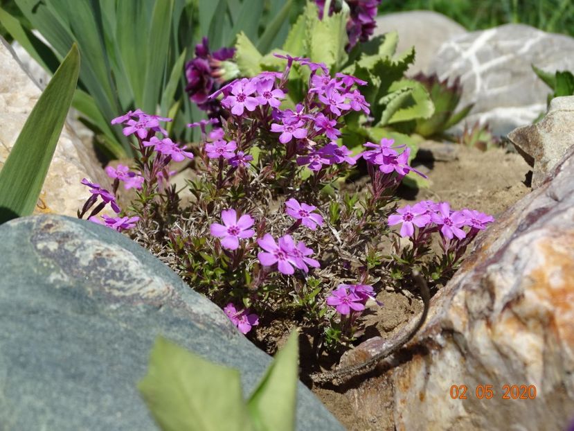 phlox subulata Zwergenteppich - Stancarie 2020 - inceputuri