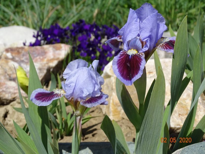 iris pumila Earth and Sky - Stancarie 2020 - inceputuri