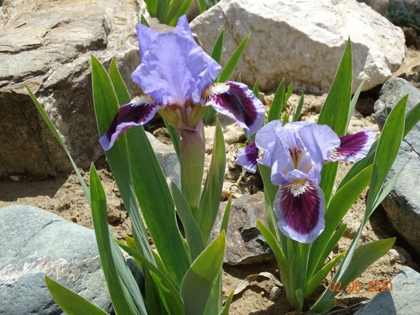 iris pumila Earth and Sky - Stancarie 2020 - inceputuri