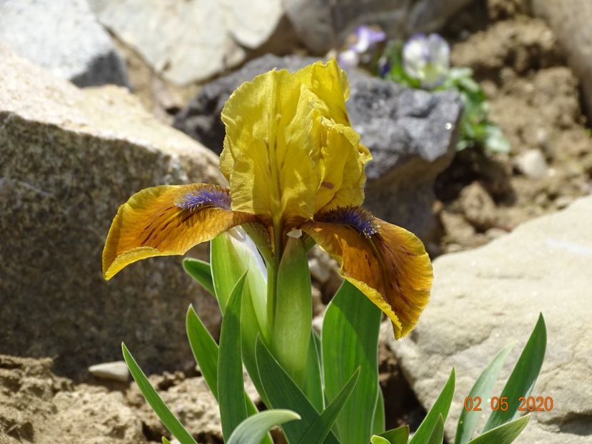 iris pumila Manchu Coffe - Stancarie 2020 - inceputuri