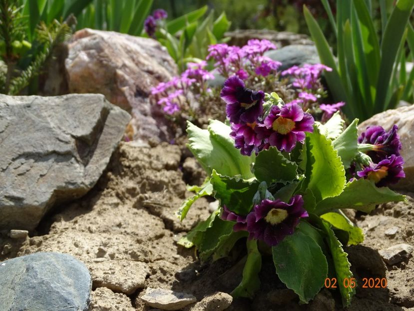 primula pubescens - Stancarie 2020 - inceputuri