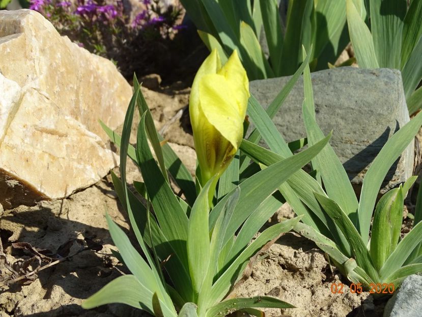 iris pumila - Stancarie 2020 - inceputuri