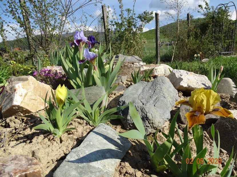 irisi in stancarie - Stancarie 2020 - inceputuri