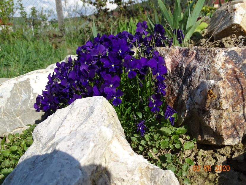 viola calcarata - Stancarie 2020 - inceputuri