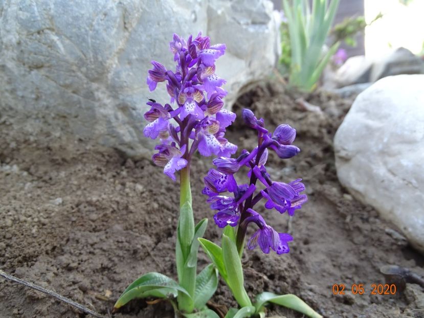 orchis morio - Stancarie 2020 - inceputuri