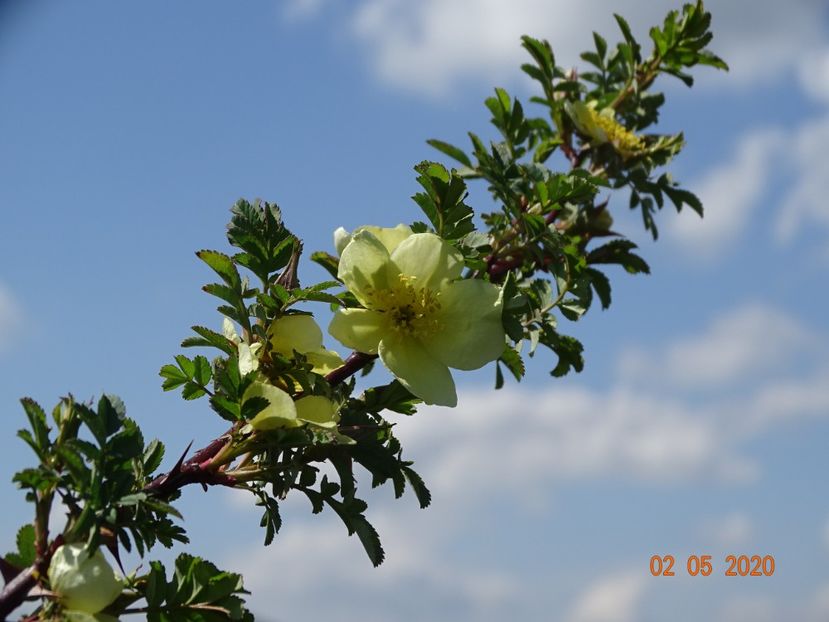 rosa hugonis - Trandafiri 1