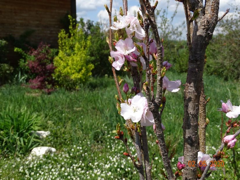 prunus Amanogawa - Dobarland 2020 2