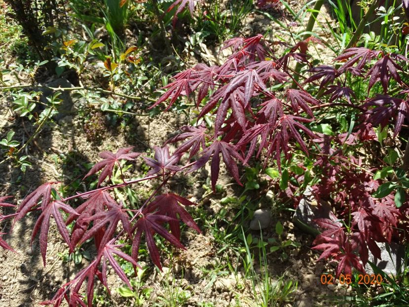 acer palm. Atropurpureum - Dobarland 2020 2