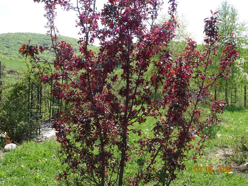 malus Royalty - Dobarland 2020 2