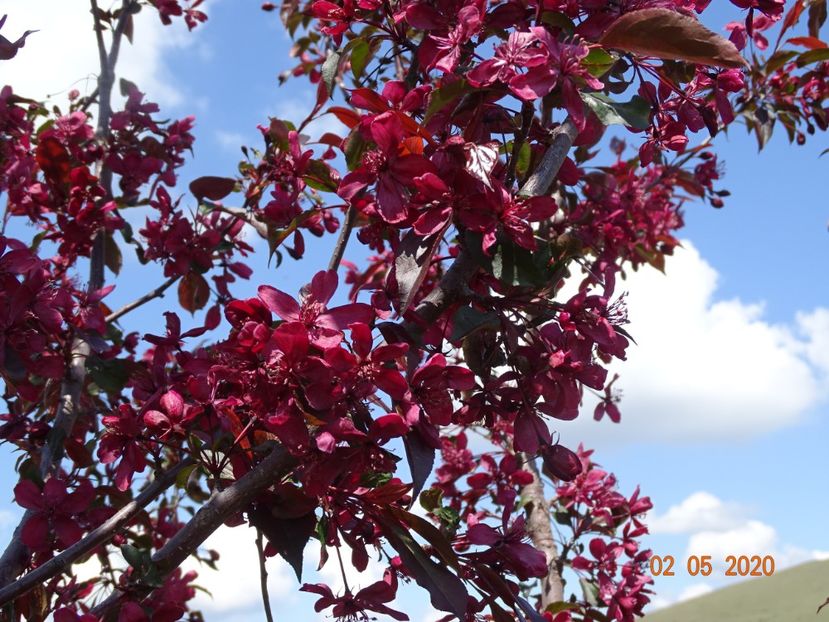 malus Royalty - Dobarland 2020 2