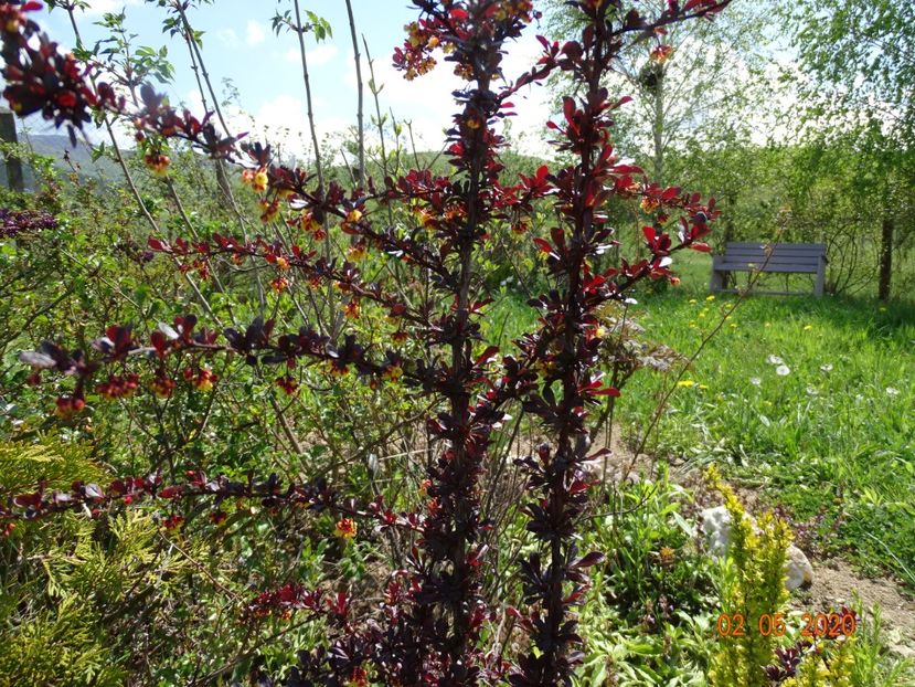 berberis Carmen - Dobarland 2020 2