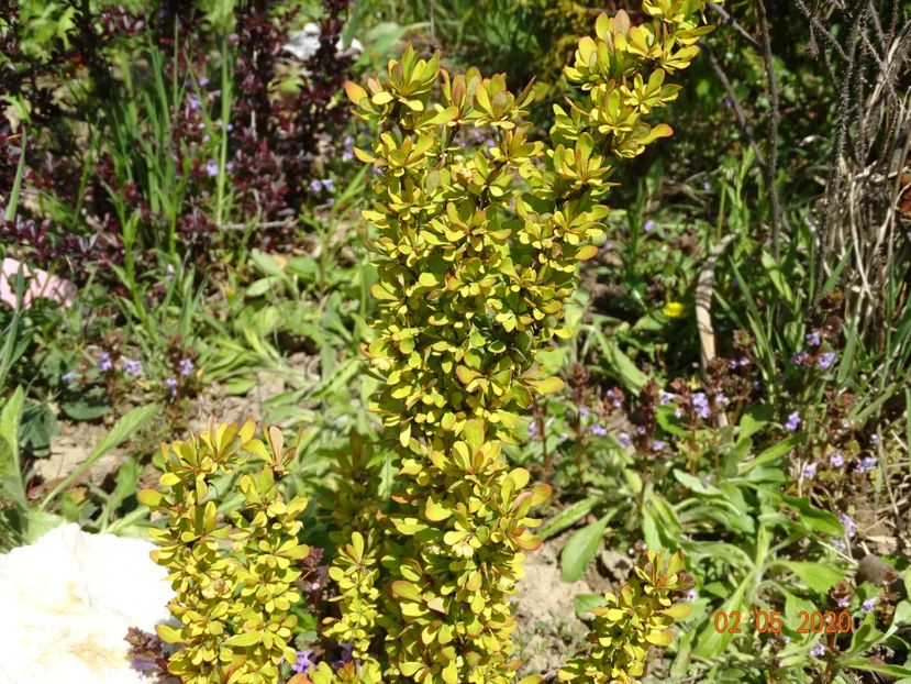 berberis Golden Rocket - Dobarland 2020 2