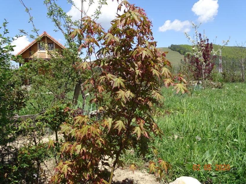 acer palm. Asahu Zuru - Dobarland 2020 2