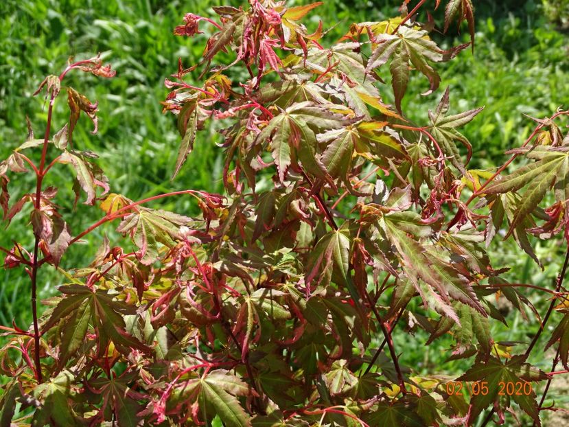 acer palm. Asahu Zuru - Dobarland 2020 2