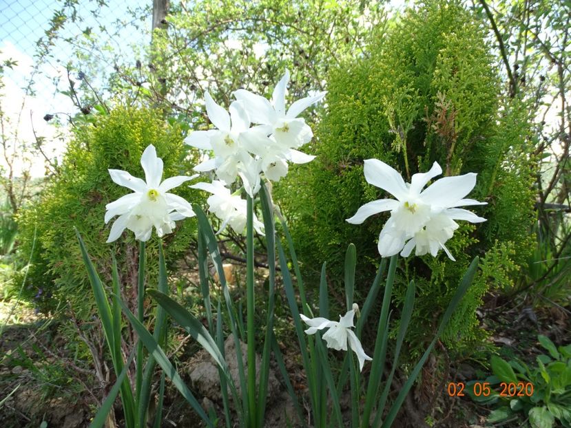 narcise Pueblo - Dobarland 2020 2