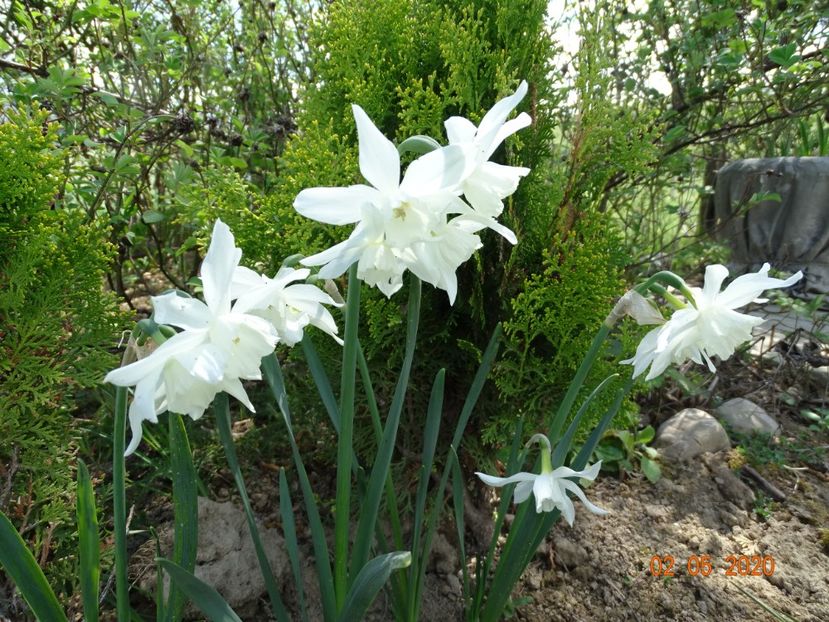 narcise Pueblo - Dobarland 2020 2