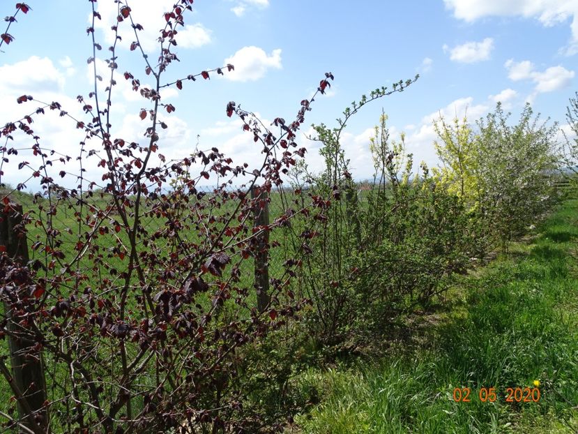 corylus maxima Purpurea - Dobarland 2020 2