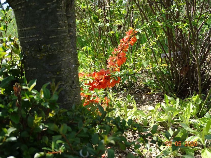 chaenomeles Cido - Dobarland 2020 2