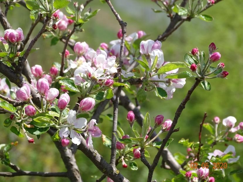 mar Golden Delicious - Dobarland 2020 2