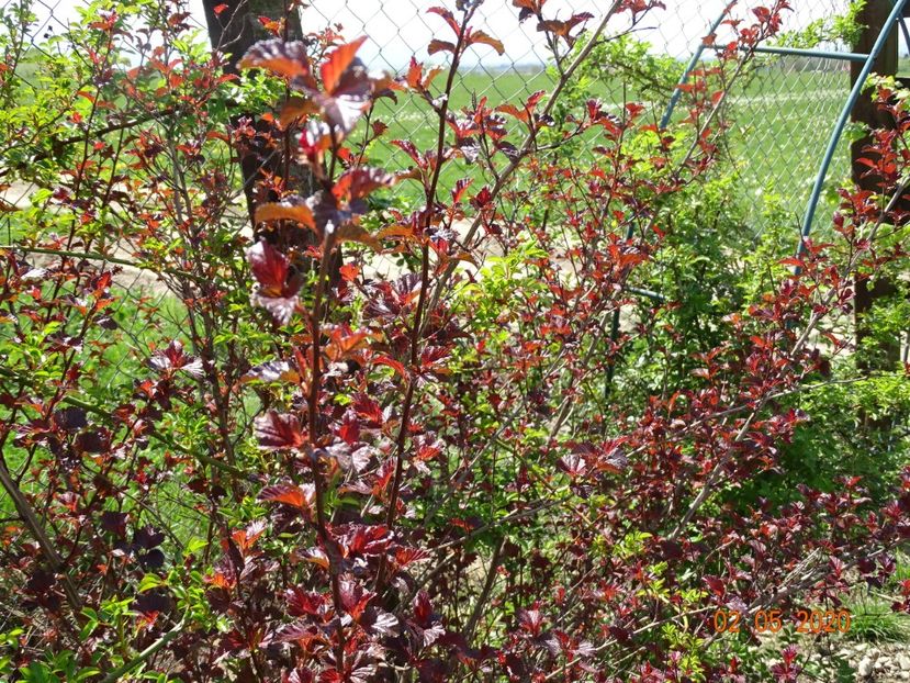 physocarpus Andre - Dobarland 2020 2