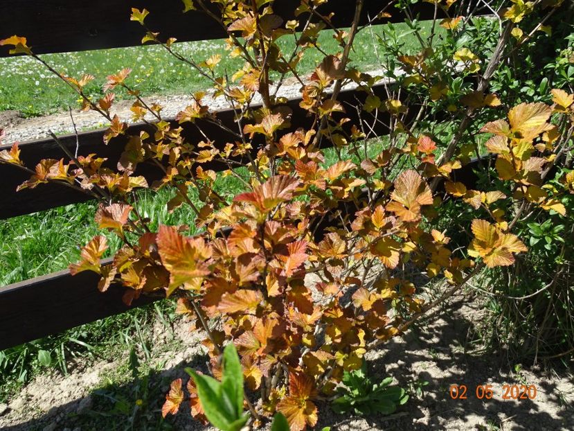 physocarpus Amber Jubilee - Dobarland 2020 2