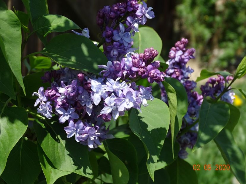 syringa Nadezhda - Dobarland 2020 2