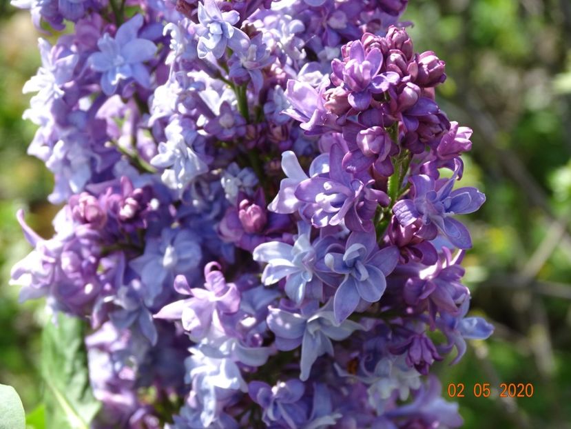 syringa Nadezhda - Dobarland 2020 2