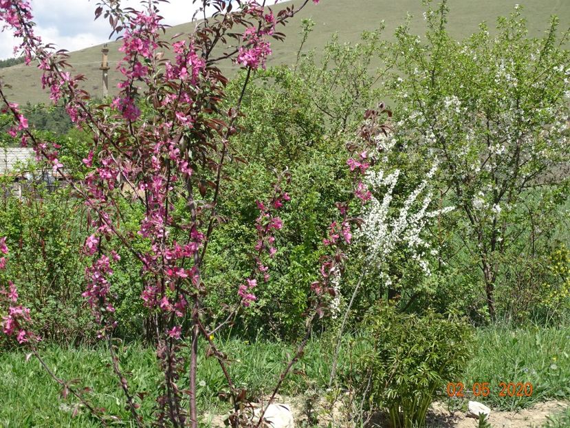 malus floribunda si spiraea prunifolia Plena - Dobarland 2020 2