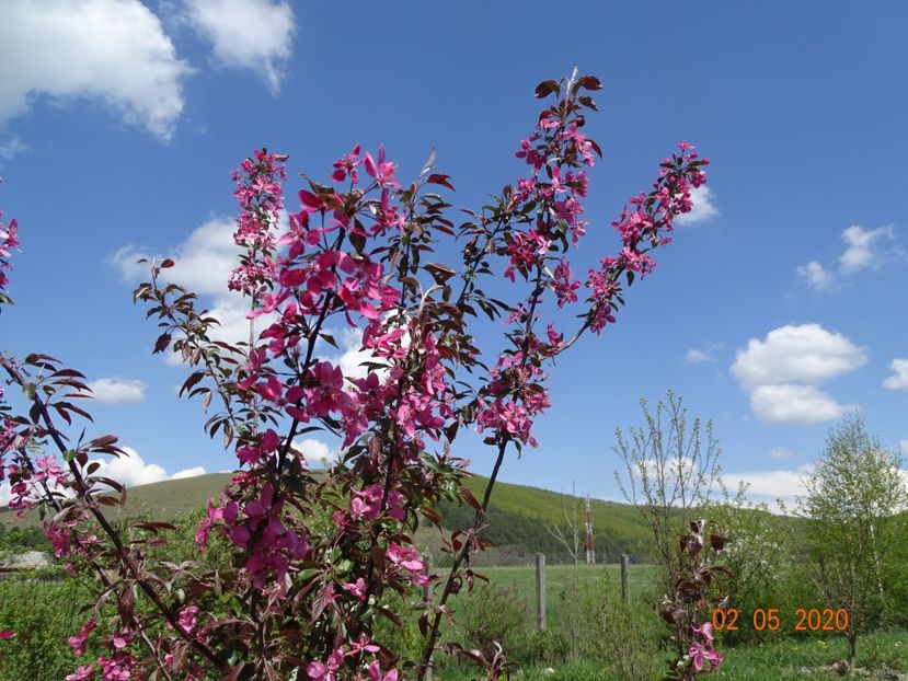 malus floribunda - Dobarland 2020 2