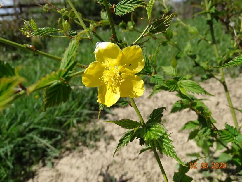 kerria Golden Guinea - Dobarland 2020 2