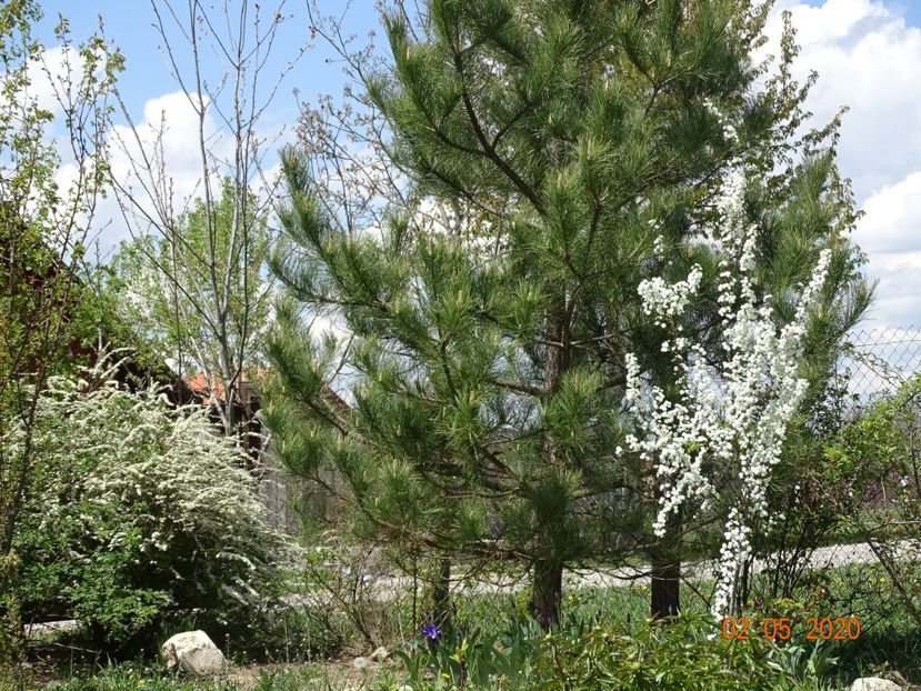 spiraea prunifolia Plena si spiraea Grefsheim - Dobarland 2020 2